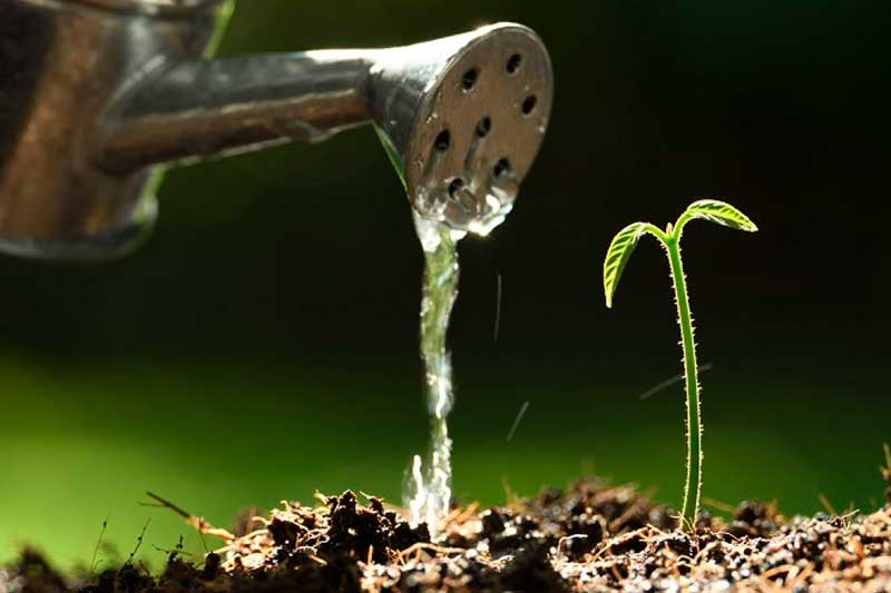 Bio urna ecológica: saiba que seu pet pode virar uma planta